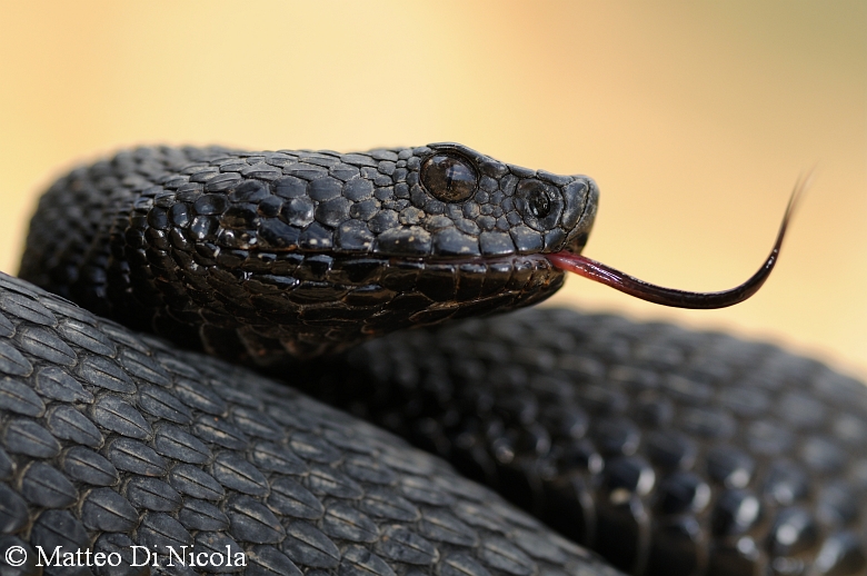 Vipera aspis hugyi melanica calabrese & Co. !